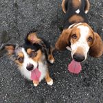 Profile Picture of Charlie Brown + Theodore 🐾☀️🌴 (@charlie_teddy_tropicalpups) on Instagram