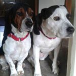 Profile Picture of lisa molnar (@runwdogs) on Instagram