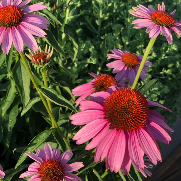 Profile Picture of Emma Loewe (@emmll4444) on Poshmark