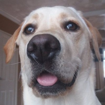 Profile Picture of Nick Tyrrell (@nickthecfcblue) on Twitter