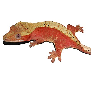 Profile Picture of WallyKern (@SupremeGecko) on Twitter