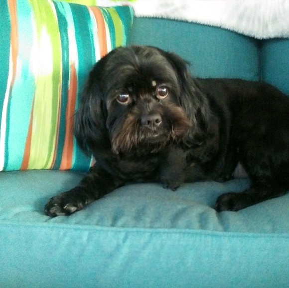 Profile Picture of Laurie Marchner (@maddog216) on Poshmark