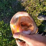 David Lehew - Instagram Profile Picture of David Lehew (@cdlfishing) on Instagram