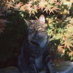 Profile Picture of Janet Tilden (@janet.tilden.75) on Facebook