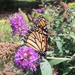 McKenzie Shepard - Instagram Profile Picture of McKenzie Shepard (@mckenziechomper) on Instagram