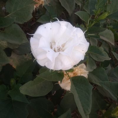 Profile Picture of Cristóbal Carlos Tantarico (@TantaricoCarlos) on Twitter