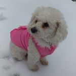 Profile Picture of Tori the Singer (@tori_lyon_the_singer) on Instagram