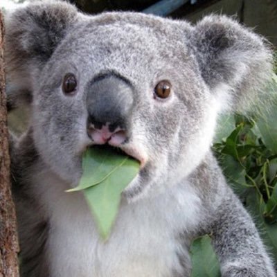 Profile Picture of Marcus Dekreon (@maccemums) on Twitter