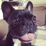 Profile Picture of Rosie Cotton (@rosiecottondog) on Instagram