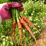 Profile Picture of Becky O'Donnell Roberts (@two_gardeners) on Instagram