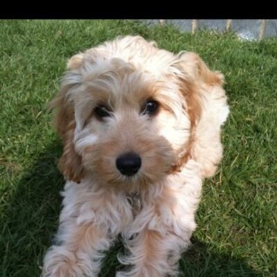 Profile Picture of Kerry Moore (@Kezza_11) on Twitter