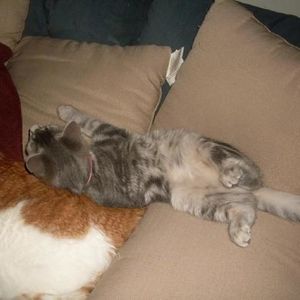 Profile Picture of Carol Bierman (@mindlessgean) on Myspace