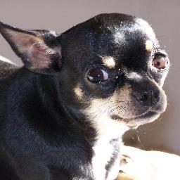 Profile Picture of Aaron Fortner (@darthfez) on Twitter