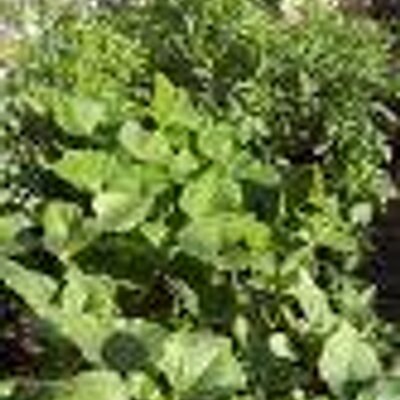 Profile Picture of Joe Carfagno (@yourgardensmate) on Twitter