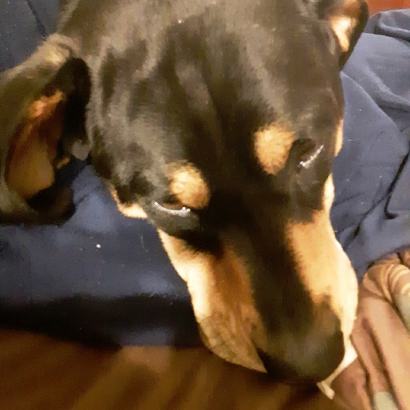 Profile Picture of S Cradic (@flossie461) on Poshmark