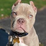 Profile Picture of Carl the Pocket Bully (@everybody_loves_carl) on Instagram