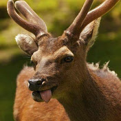 Profile Picture of Jonathan Hirsch (@oldmanjohnny05) on Youtube