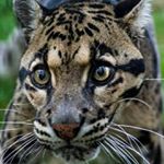 Profile Picture of Victor Bono (@victor.bono.735) on Instagram