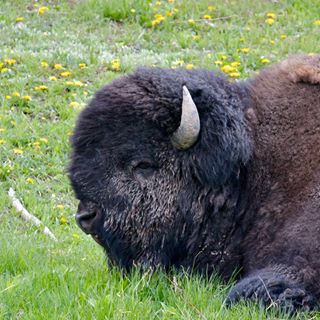 Fox Merrill - Facebook Profile Picture of Fox Merrill (@fox.merrill.9) on Facebook