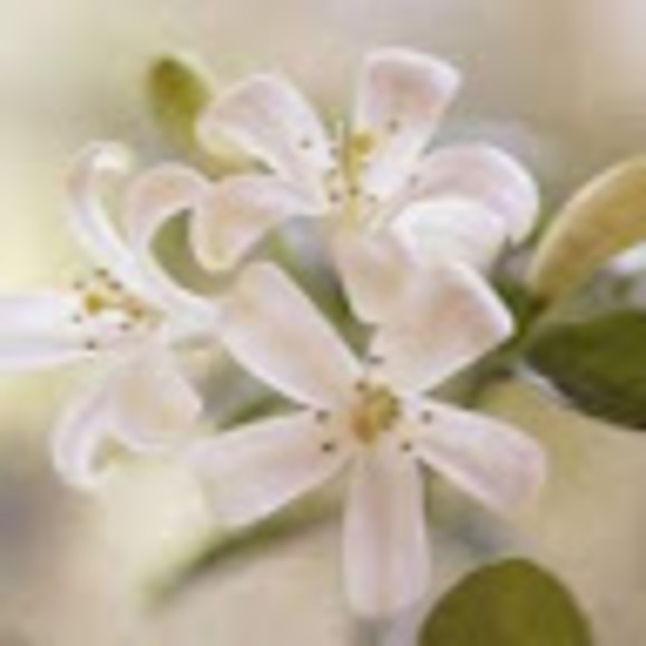 Profile Picture of Vanya Maclennan (@vanyamaclennan) on Poshmark