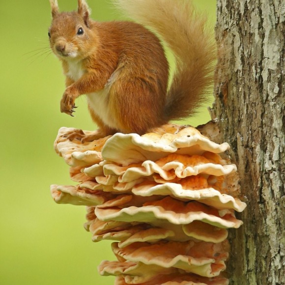 Fat Squirrel - Poshmark Profile Picture of Fat Squirrel (@fatsquirrel) on Poshmark