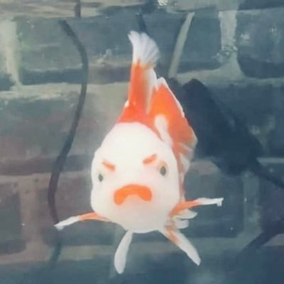 Profile Picture of Neil Stephen Espiritu (@nnneeeiiilllll) on Twitter