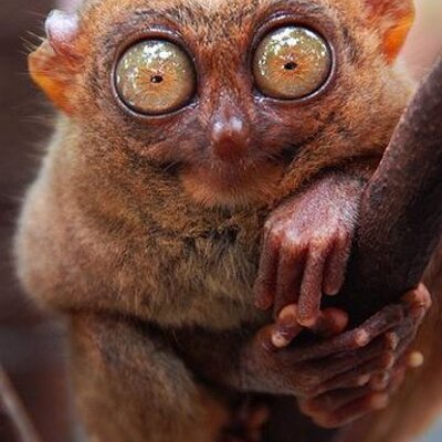 Profile Picture of Zach Michaela (@dimOuniak) on Twitter