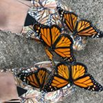 Profile Picture of Lori Motal (@lorimotal) on Instagram