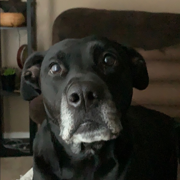 Profile Picture of Nevin Ardaiz (@nevinardaiz) on Poshmark