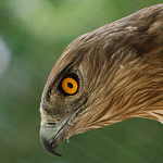 Nalake Sanjeewa - Flickr Profile Picture of Nalake Sanjeewa (@sanjee srilanka) on Flickr