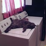 Profile Picture of Robert Montemayor (@robert.montemayor.501) on Instagram