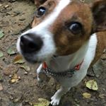 Profile Picture of Bailey & Clarice (@baileythesuperbaby) on Instagram