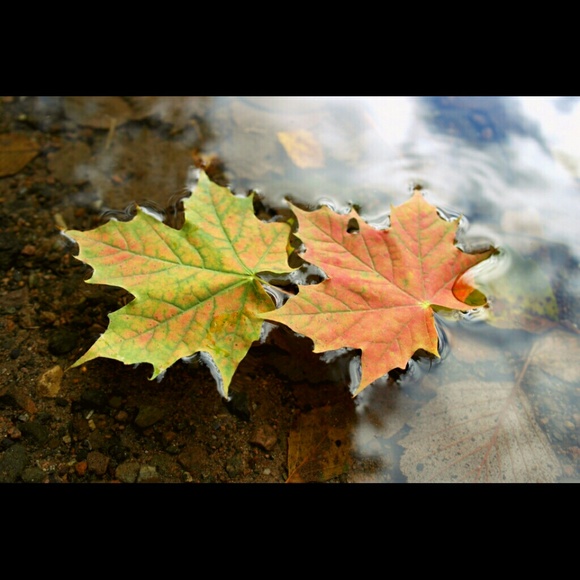 Profile Picture of Mckenzie Herbert (@mckinzy_marie) on Poshmark