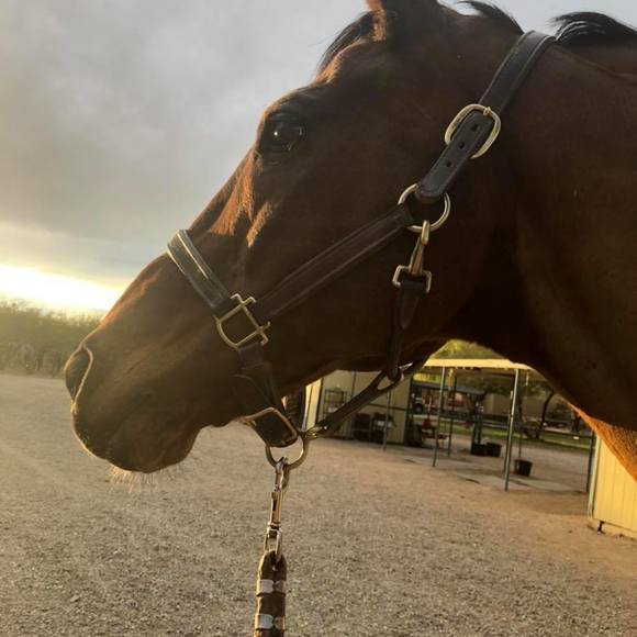 Profile Picture of Diane Shiesley (@shiesley2000) on Poshmark