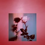 Profile Picture of laura Kästner (@kastner587) on Instagram