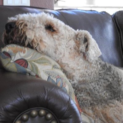 Profile Picture of Sean MacArthur (@seanrobmac) on Twitter