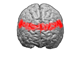 Profile Picture of Brodmann area 9on Wikipedia