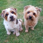 Profile Picture of Bonny, Billy and Tinker (@darchy_fur_babies) on Instagram