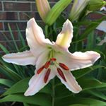 Profile Picture of April Pendleton (@sunnie247withoils) on Instagram