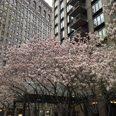 Profile Picture of David Schiffman (@dischiffman) on Twitter