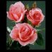Profile Picture of Ayesha Abdur Rehman (@ayesha.abdurrehman.16) on Facebook