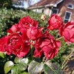 Profile Picture of McKenzie Mathew (@mckenzie_mathew) on Instagram