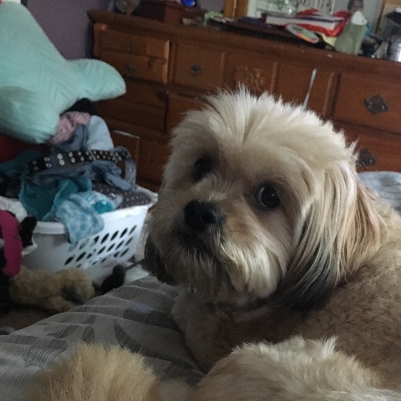 Profile Picture of Cynthia Mazzucco (@caleanne) on Poshmark