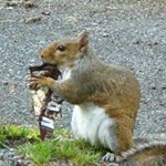 Profile Picture of Cindy Shrout Pilon (@shroutpilon) on Instagram