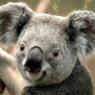 Profile Picture of Dustin Cullum (@de24bbb78ffe44c) on Twitter