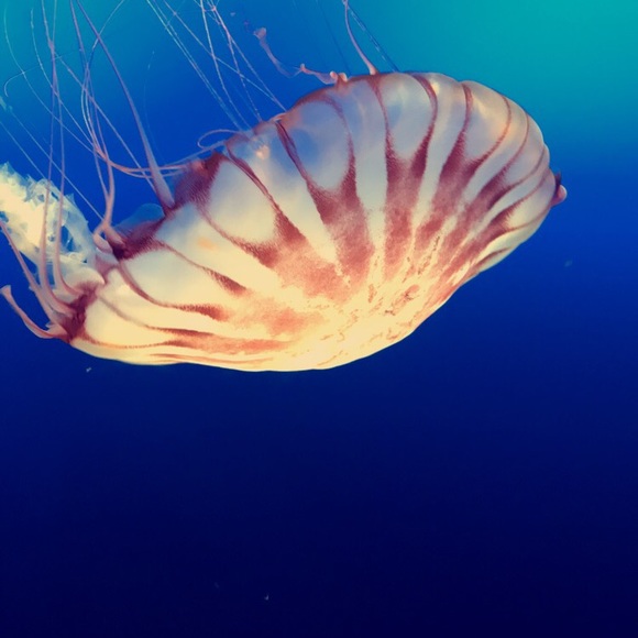 Profile Picture of Meghan Brunow (@meghan_brunow) on Poshmark