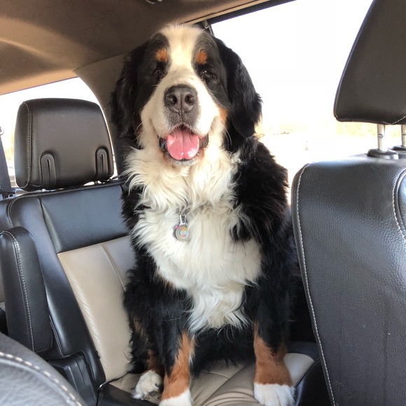 Profile Picture of Carolyn Eichelman (@mybernerbella) on Poshmark