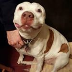 Profile Picture of John Aurelio (@aurelio.john) on Instagram