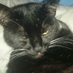 Profile Picture of Libby Frost Bees (@libbyfrostbees) on Tiktok