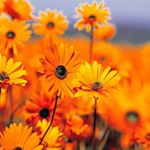 Profile Picture of Peter Matusik (@p.matusik46) on Instagram